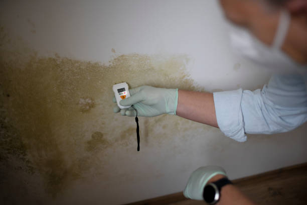 Best White Mold Remediation in Belgium, WI