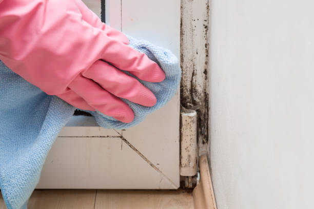 Best Kitchen Mold Remediation in Belgium, WI
