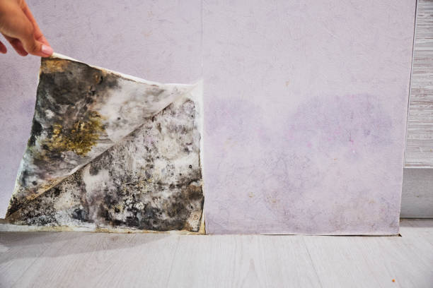 Best Post-Flood Mold Remediation in Belgium, WI